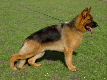 Dimor, 15 months of age