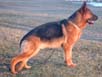 Webster vom Butjenter Land, at 13 months of age (Bax Luisenstrasse-Rieke Butjenter Land)