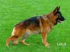 Yago vom Butjenter Land, at 2,5 years of age (Ghandi Arlett-Rieke Butjenter Land)