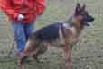 Yasko vom Butjenter Land, at 12 months of age (Ghandi Arlett-Rieke Butjenter Land)