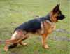 Yasmin vom Butjenter Land, at 18 months of age (Ghandi Arlett-Rieke Butjenter Land)